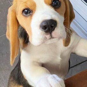 Beagle Puppy